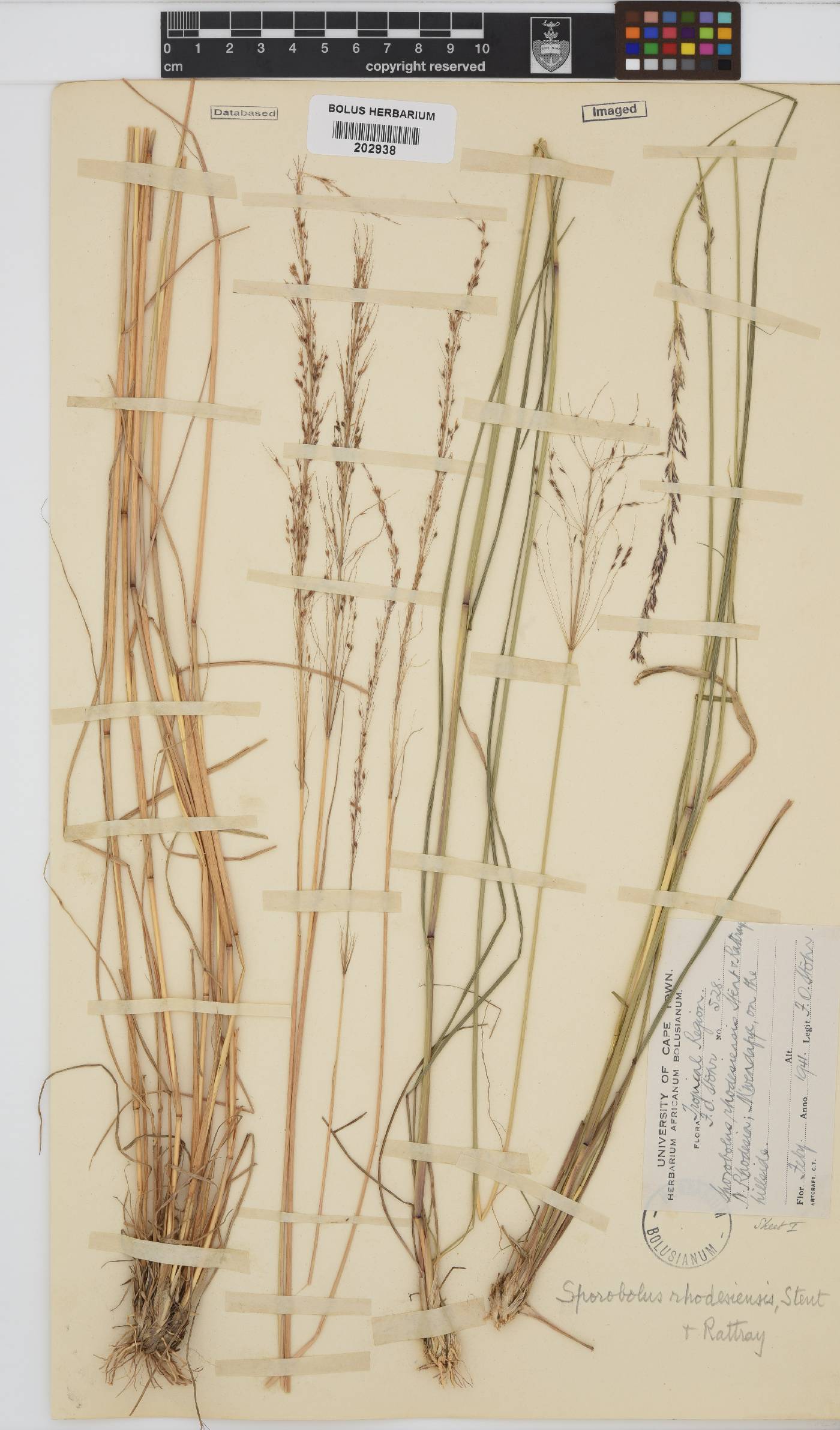 Sporobolus sanguineus image