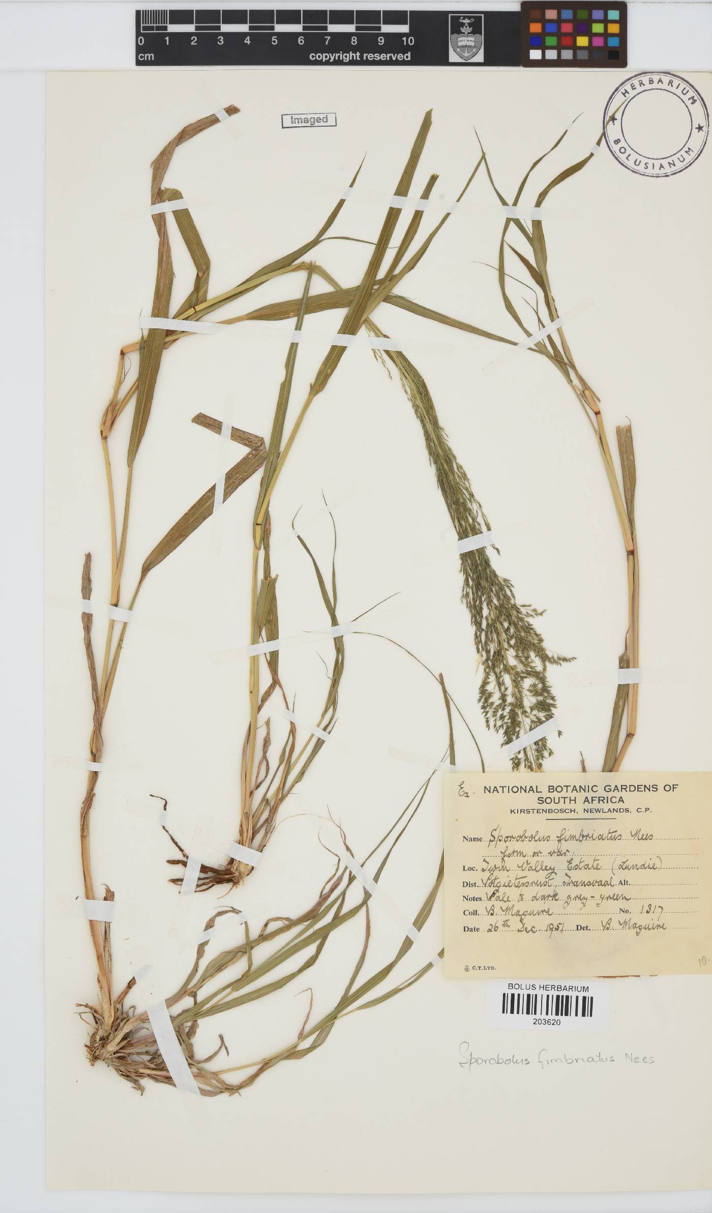 Sporobolus fimbriatus image