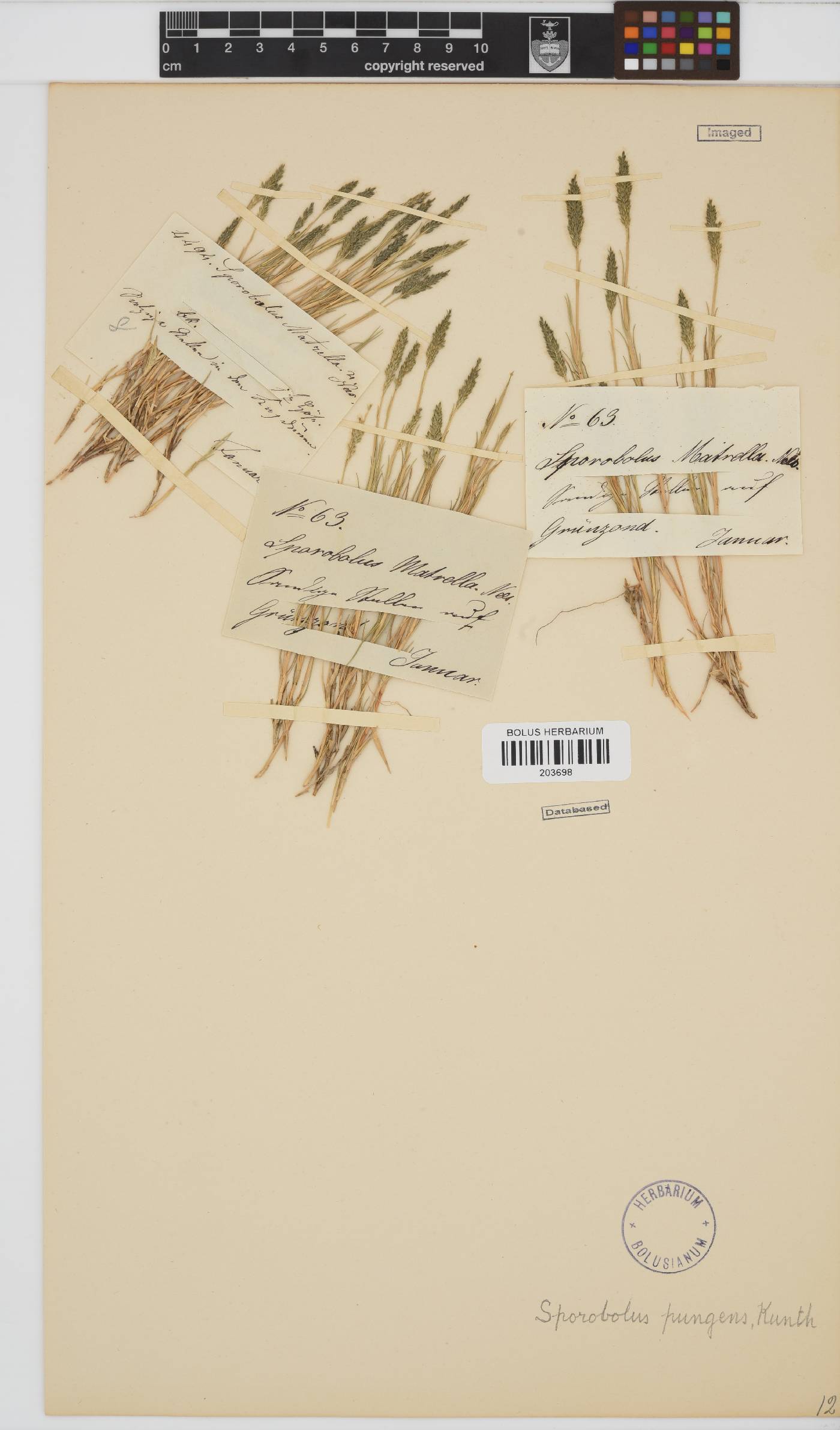 Sporobolus pungens image