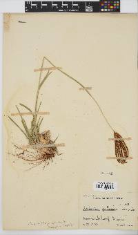 Eustachys paspaloides image