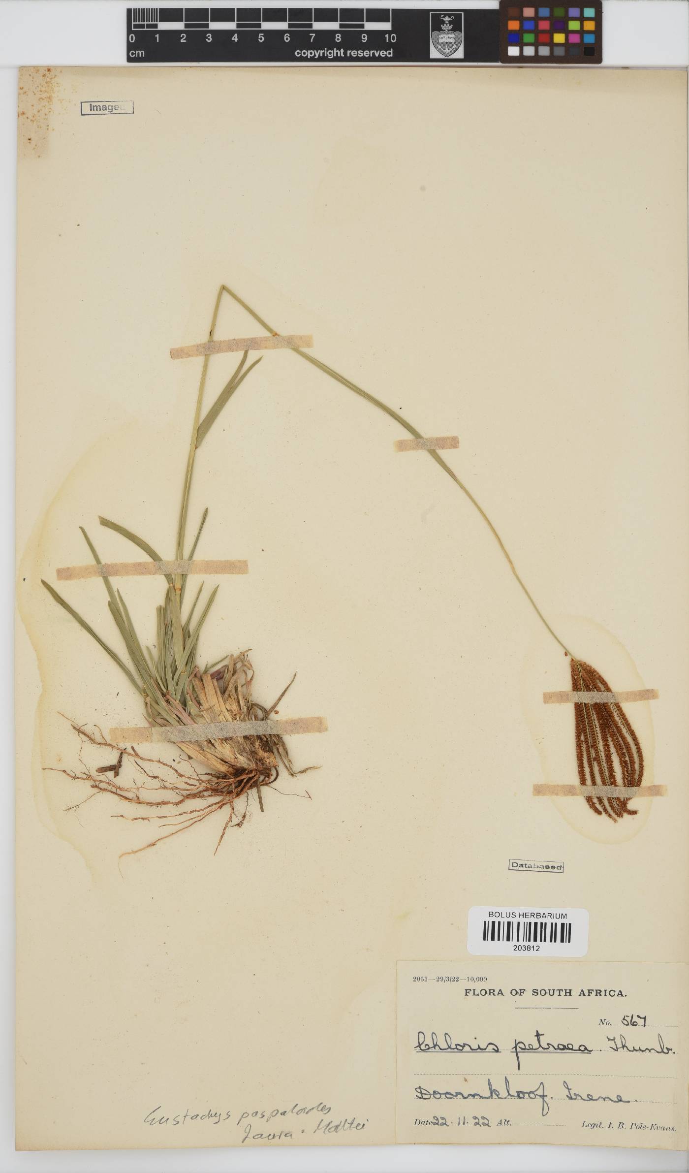 Eustachys paspaloides image