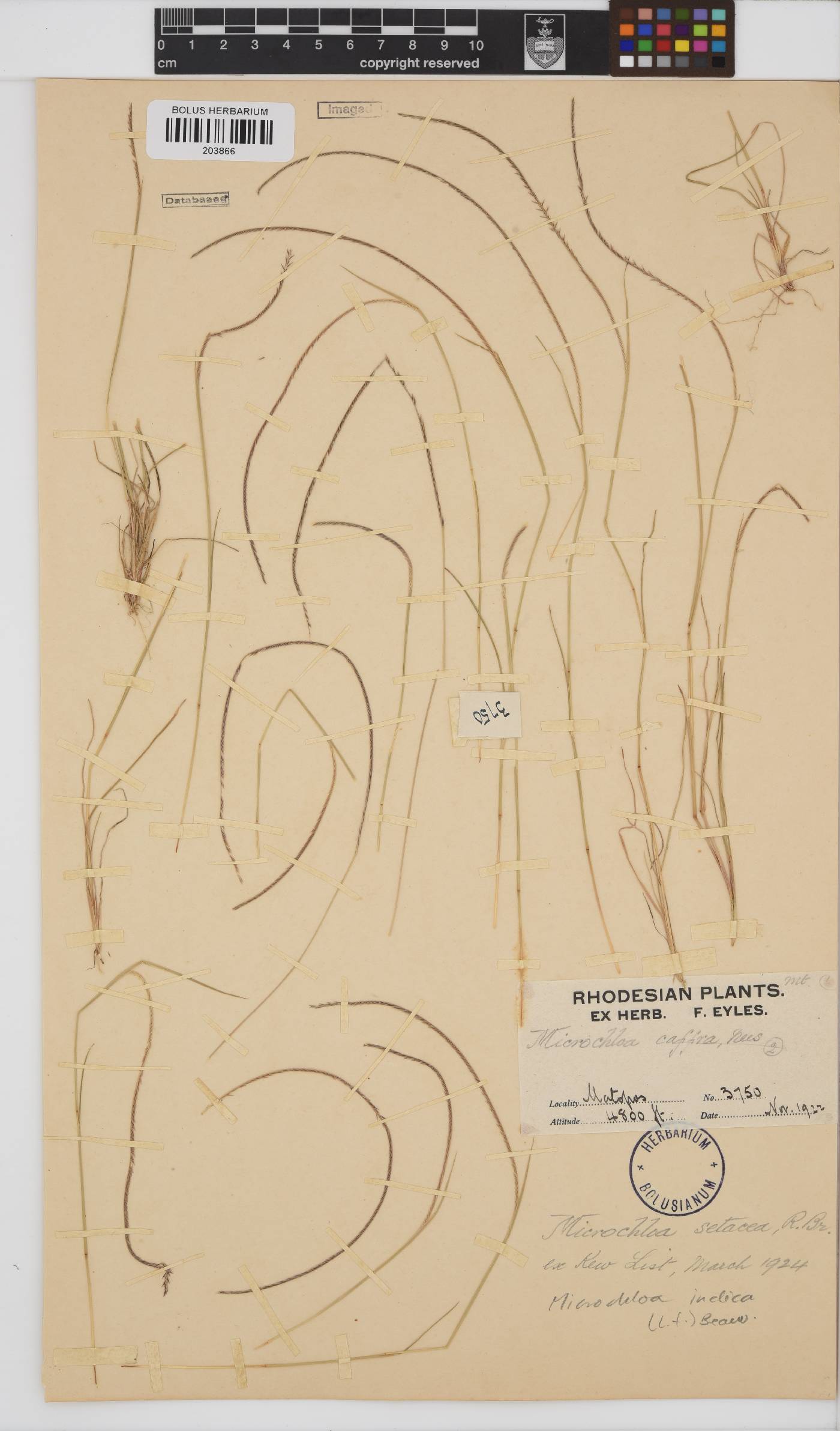 Microchloa indica image