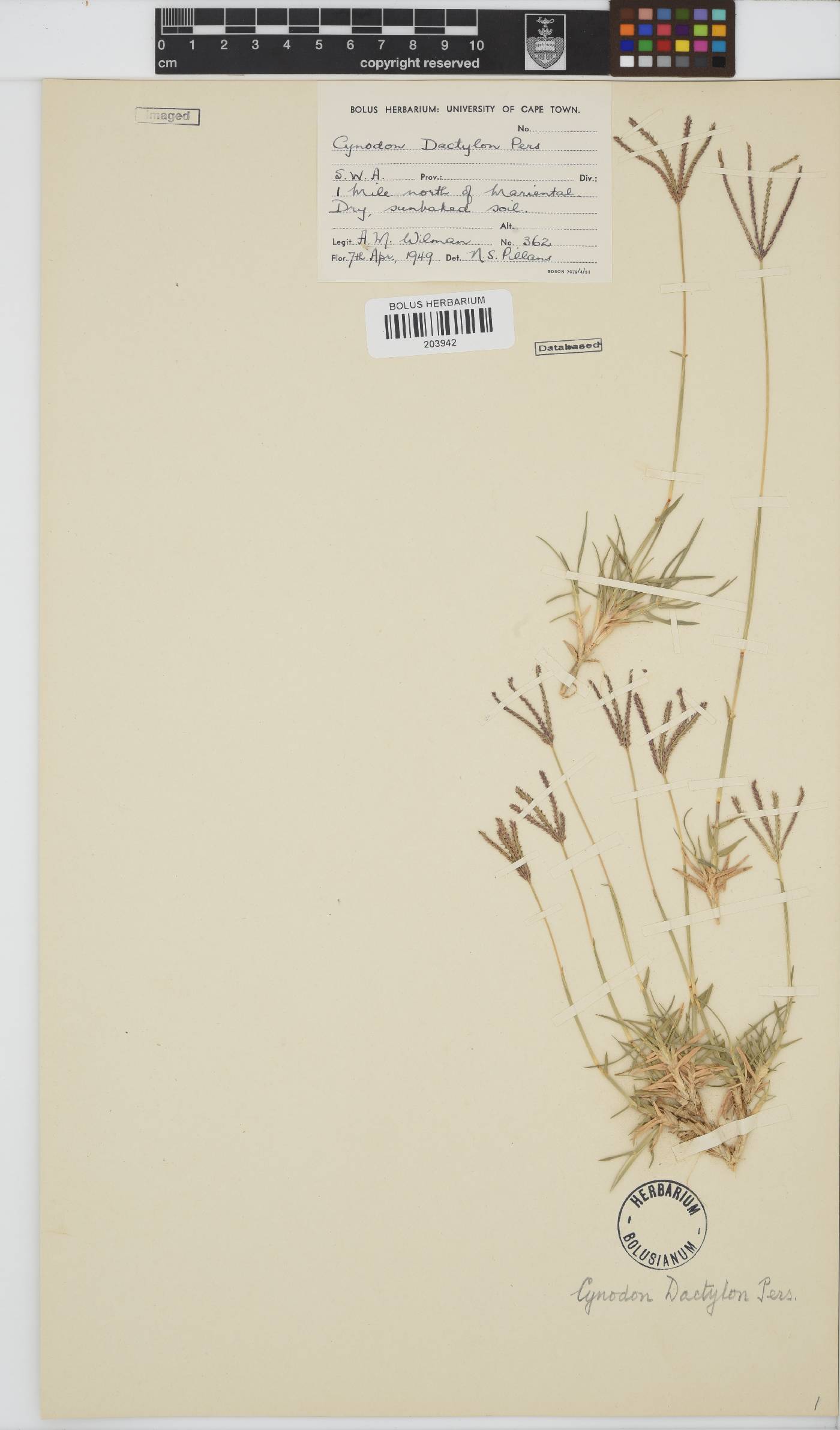 Cynodon dactylon image