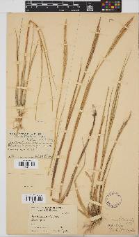 Spartina maritima image