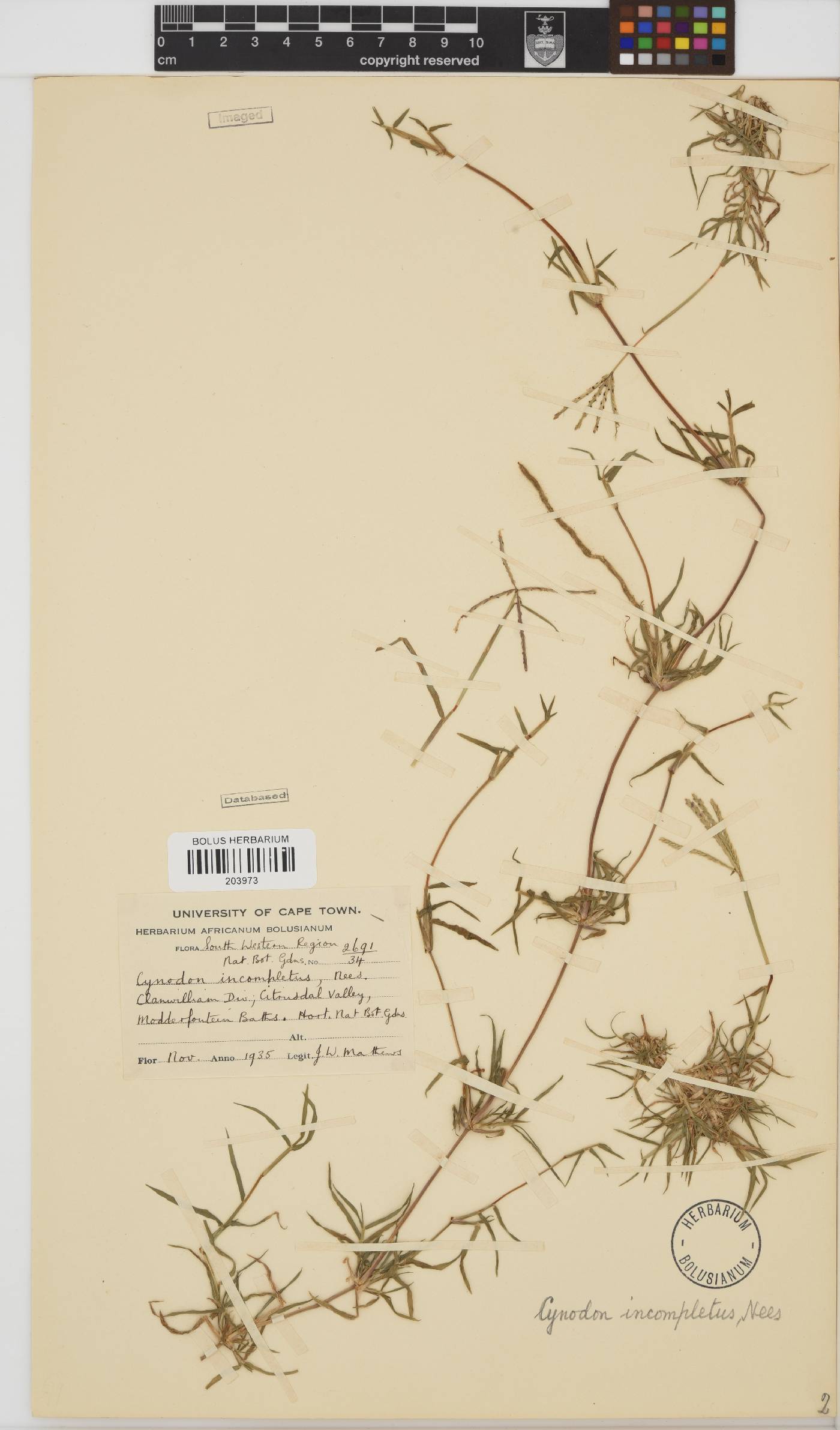 Cynodon incompletus image