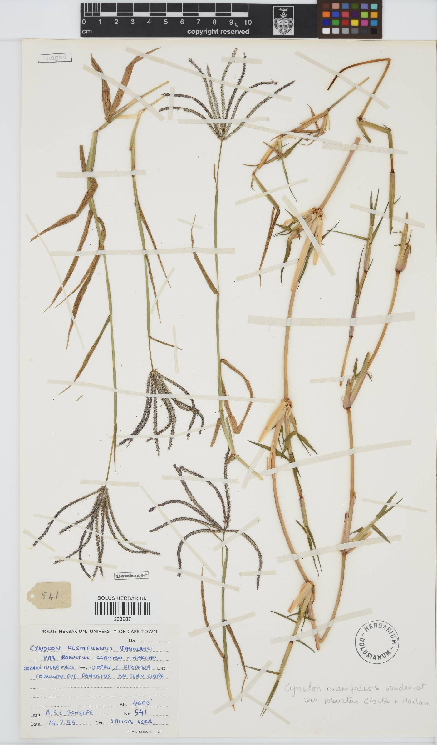 Cynodon nlemfuensis var. robustus image