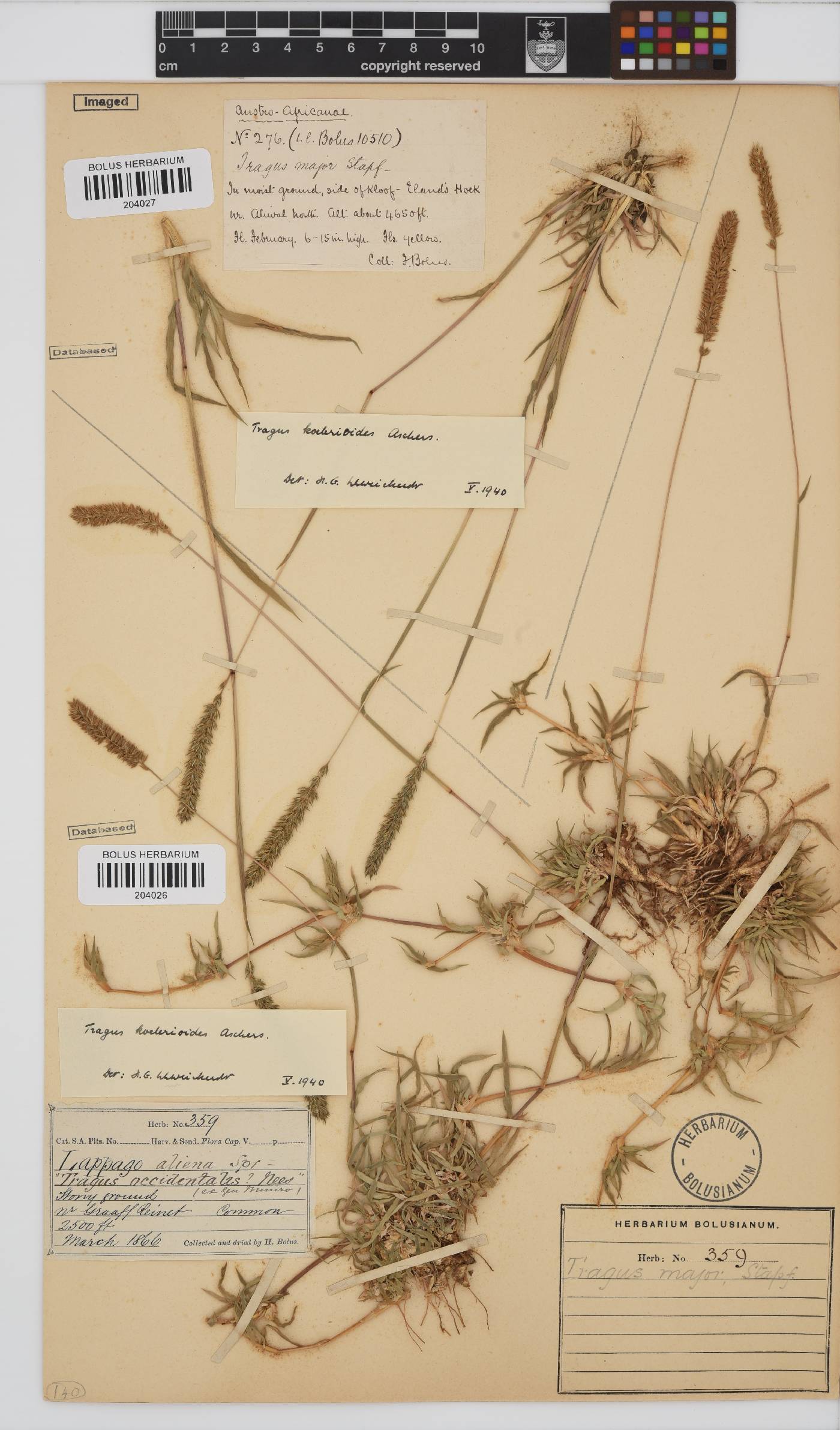 Tragus koelerioides image