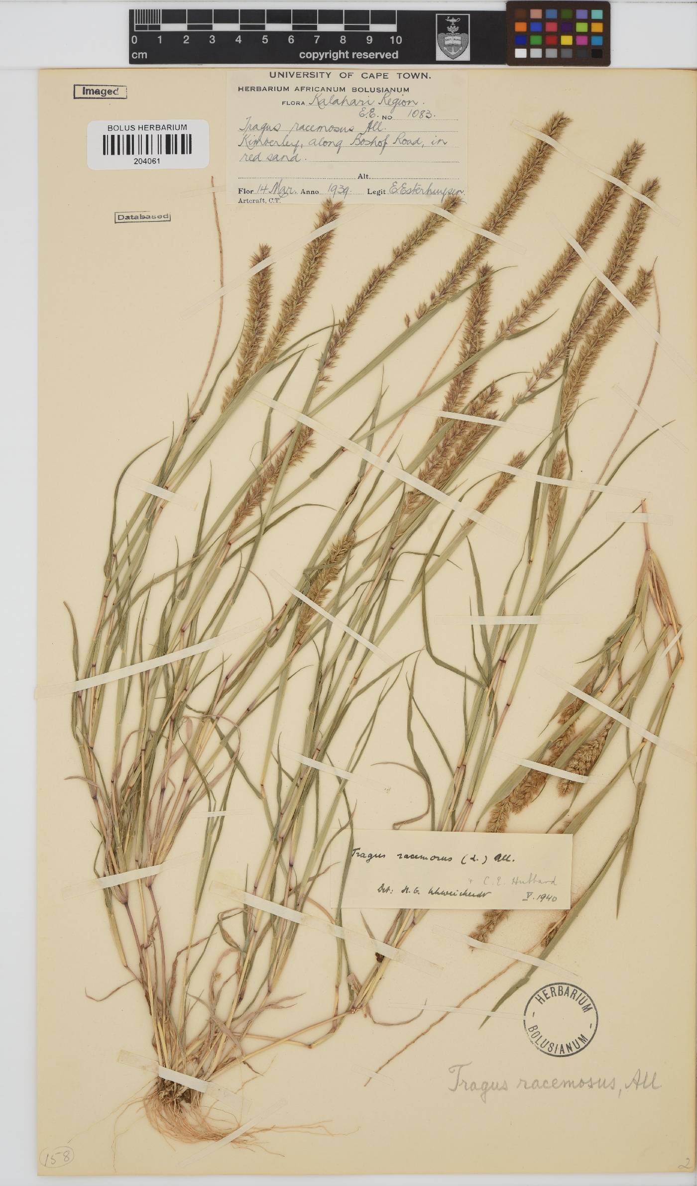 Tragus racemosus image