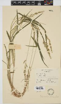 Echinochloa colona image