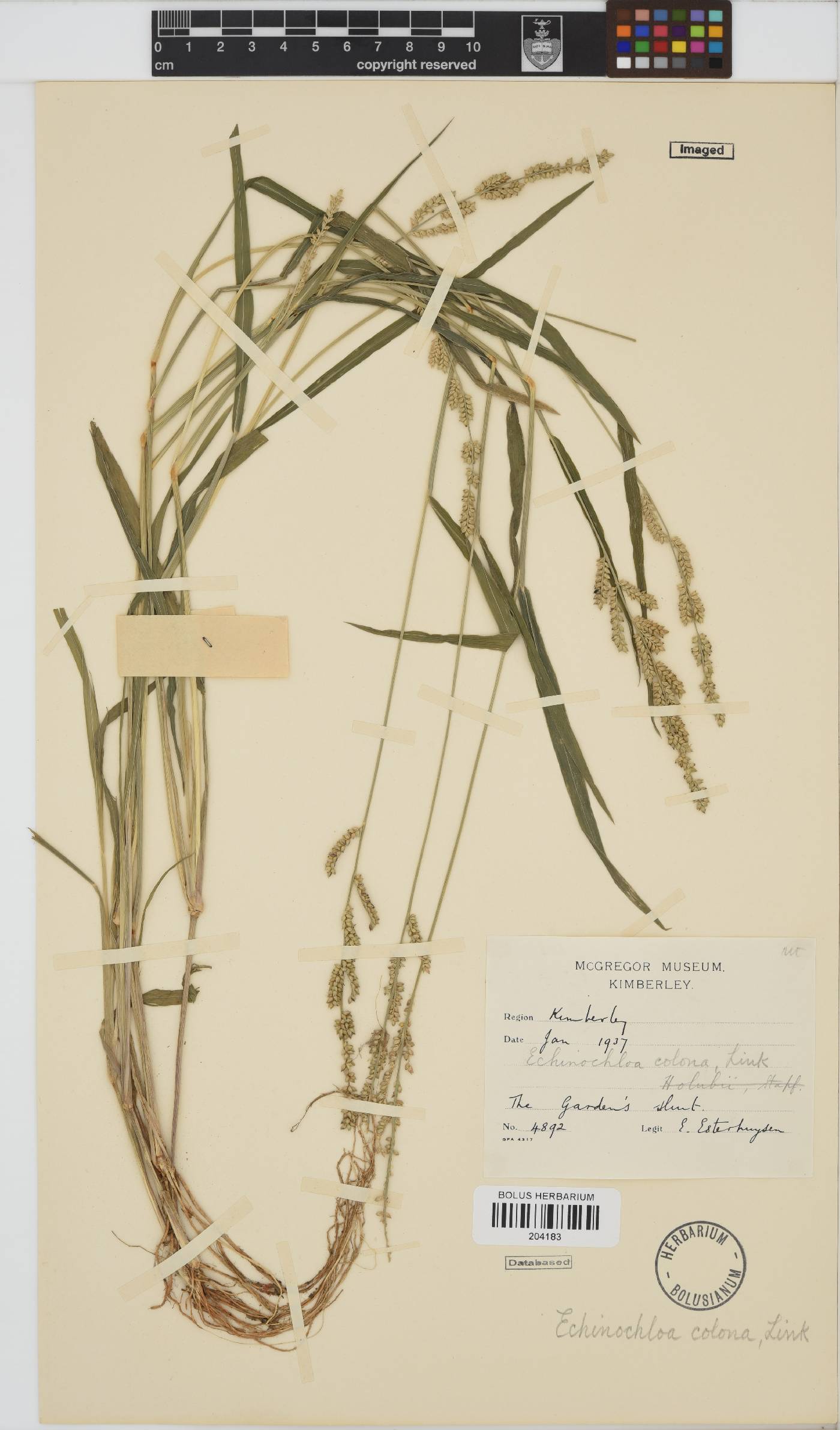 Echinochloa colona image