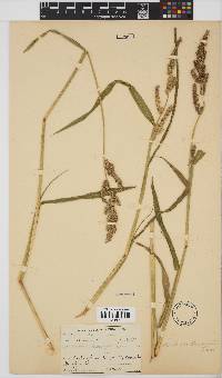 Echinochloa crus-galli image