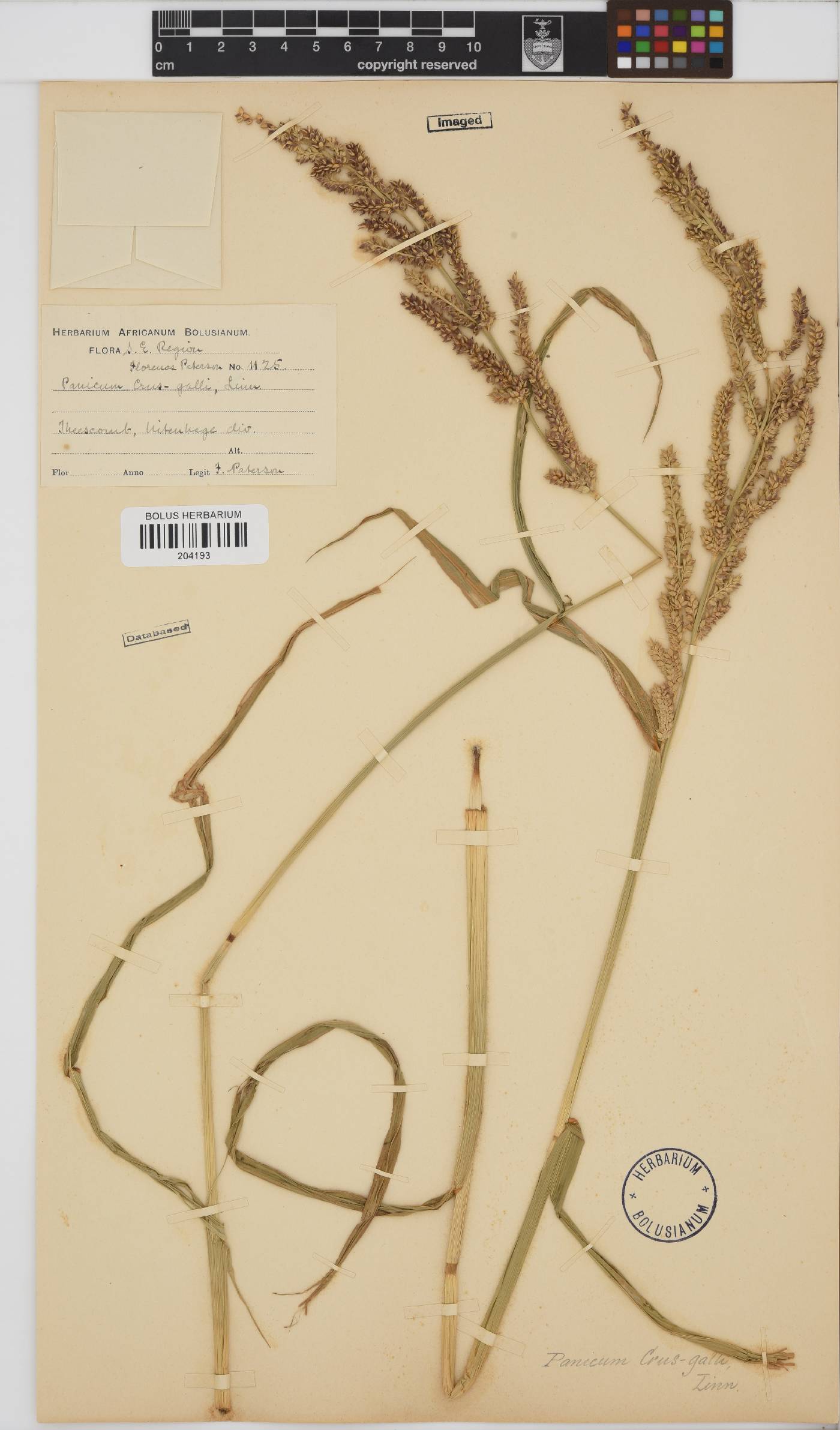 Echinochloa crus-galli image