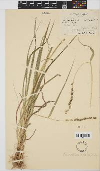 Echinochloa holubii image