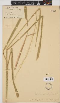 Echinochloa stagnina image