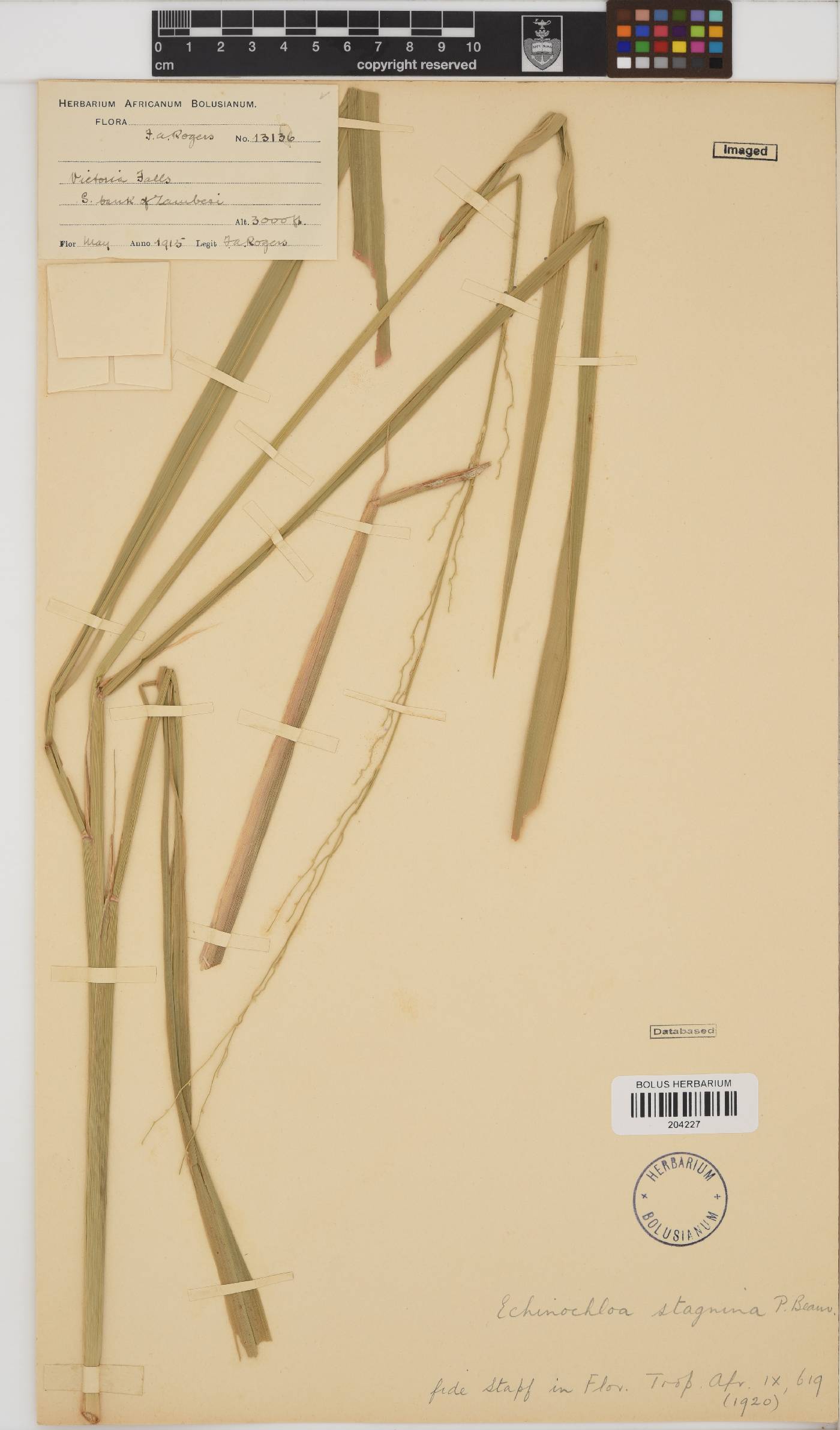 Echinochloa stagnina image