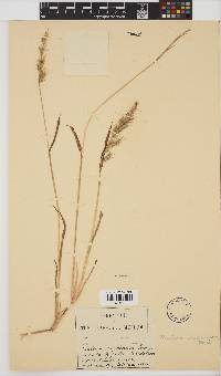 Echinochloa stagnina image