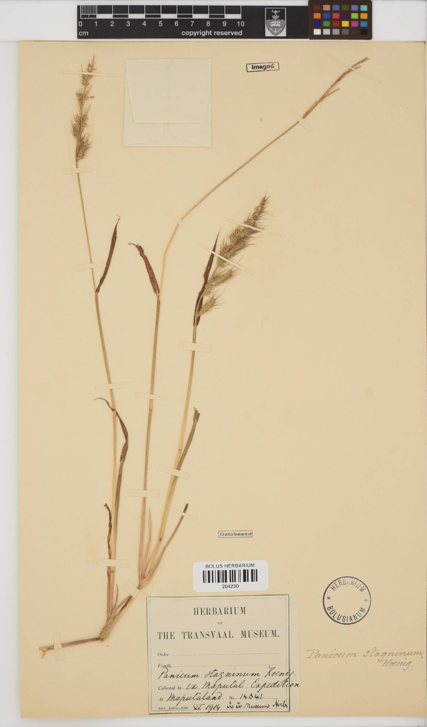 Echinochloa stagnina image