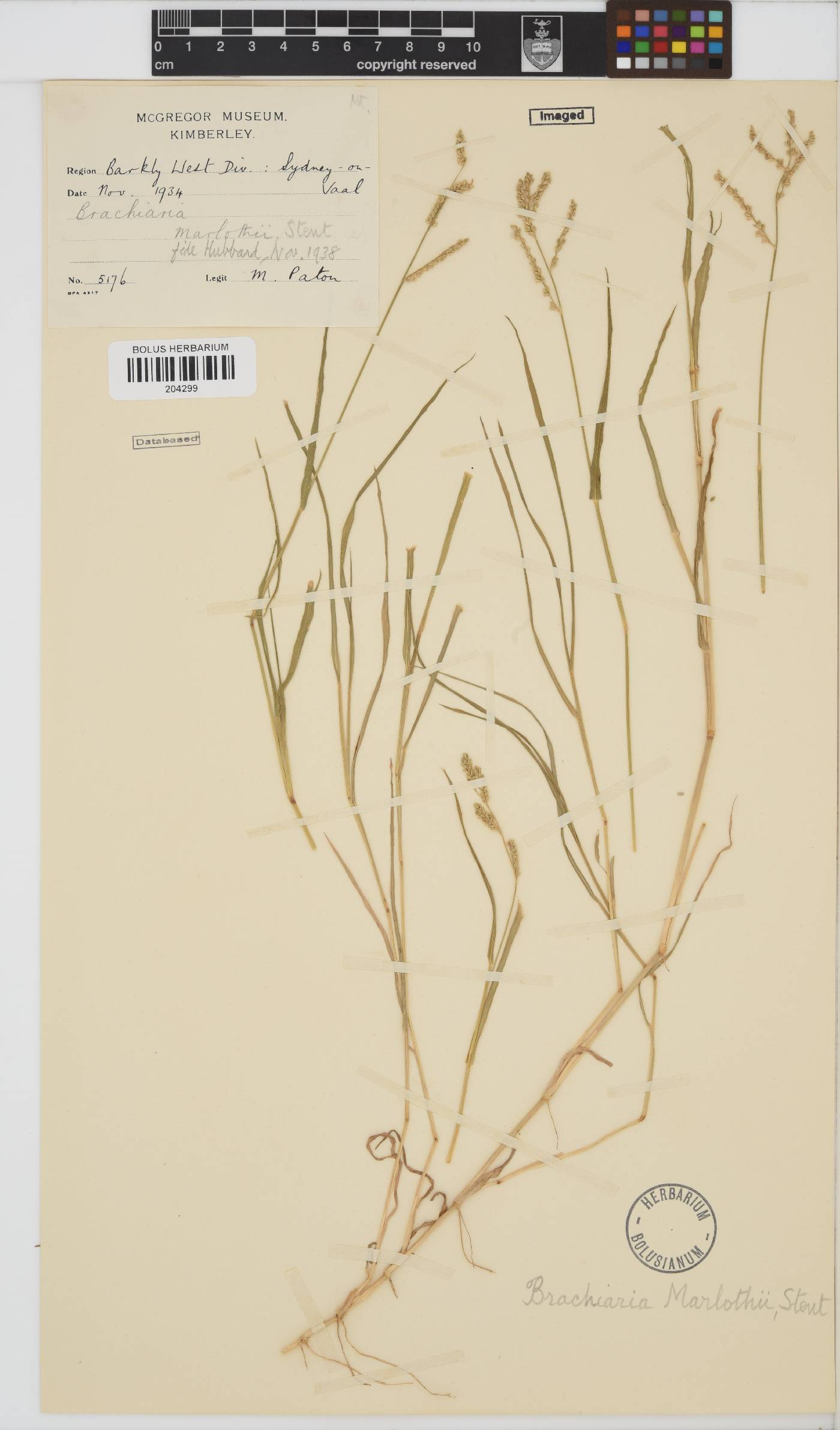 Brachiaria marlothii image