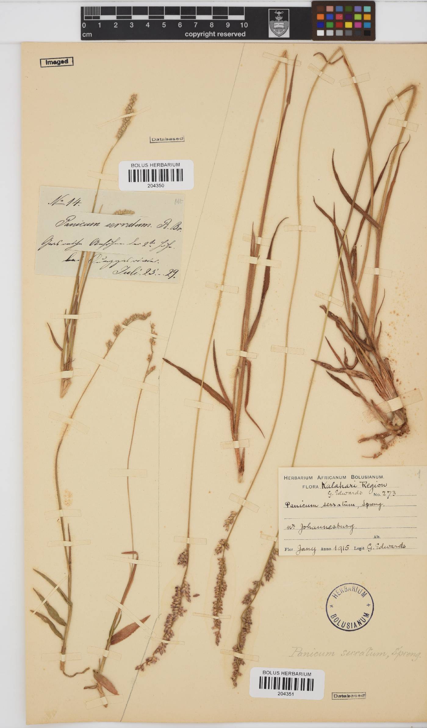 Brachiaria serrata image