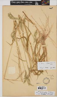 Urochloa brachyura image