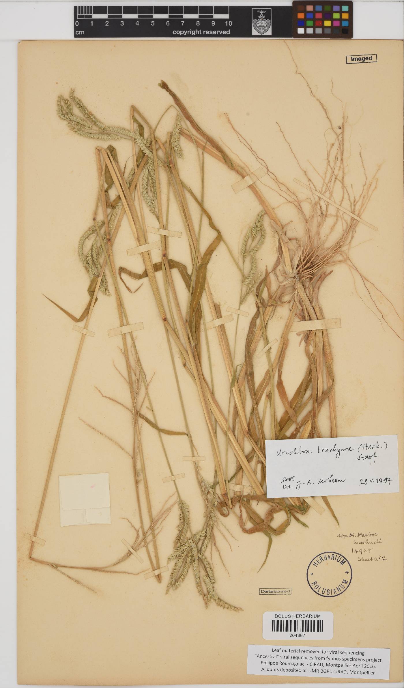 Urochloa brachyura image