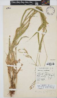 Urochloa mosambicensis image