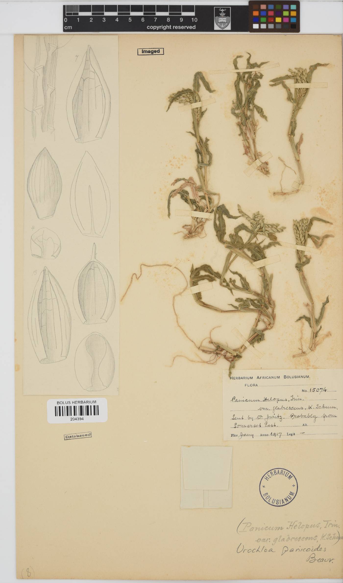 Urochloa image