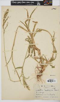 Urochloa trichopus image