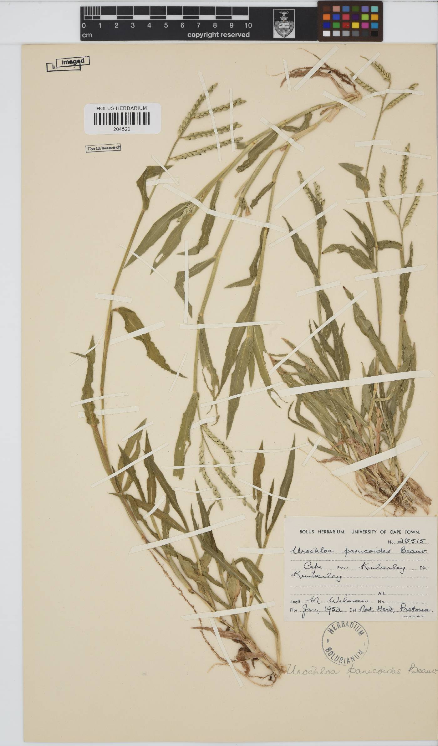 Urochloa panicoides image