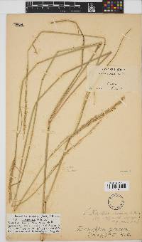 Image of Eriochloa procera