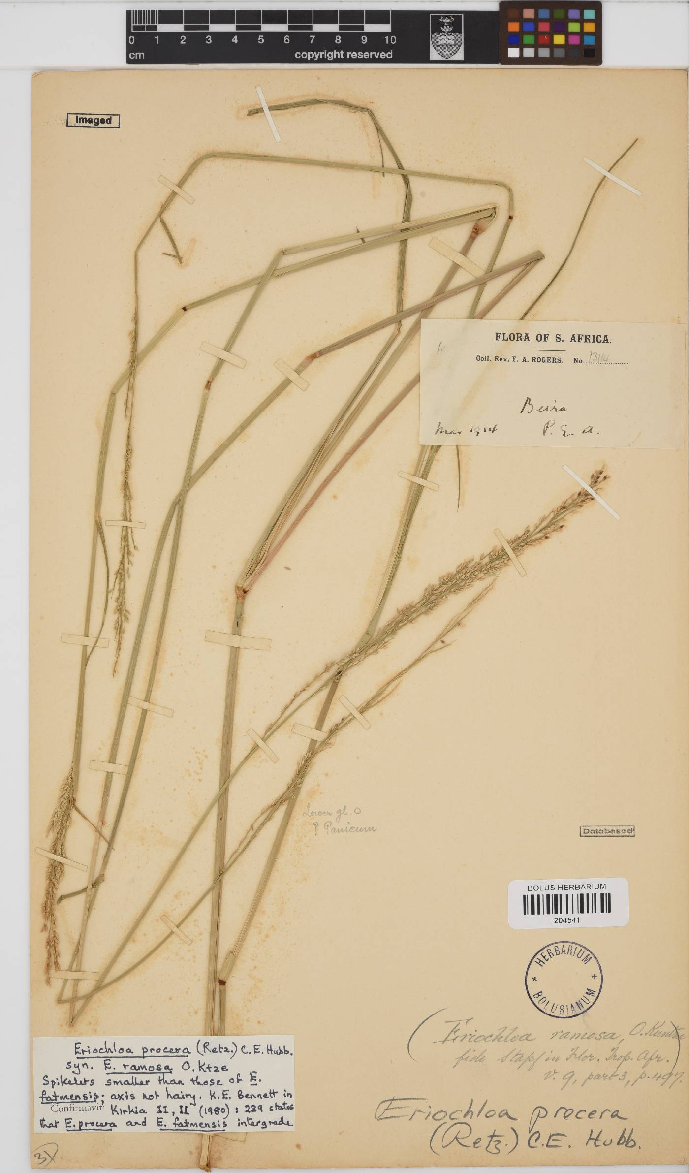 Eriochloa procera image