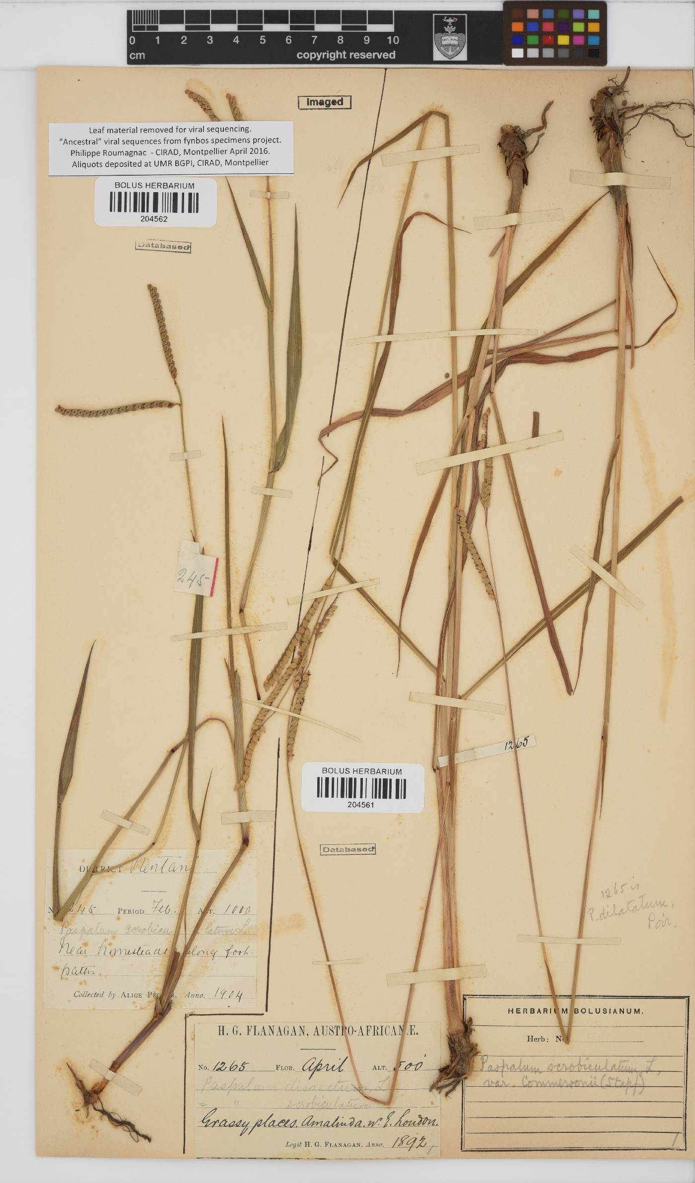 Paspalum scrobiculatum image