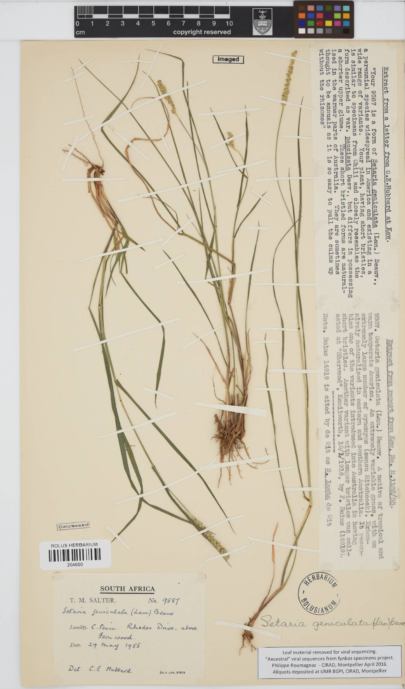 Setaria geniculata image