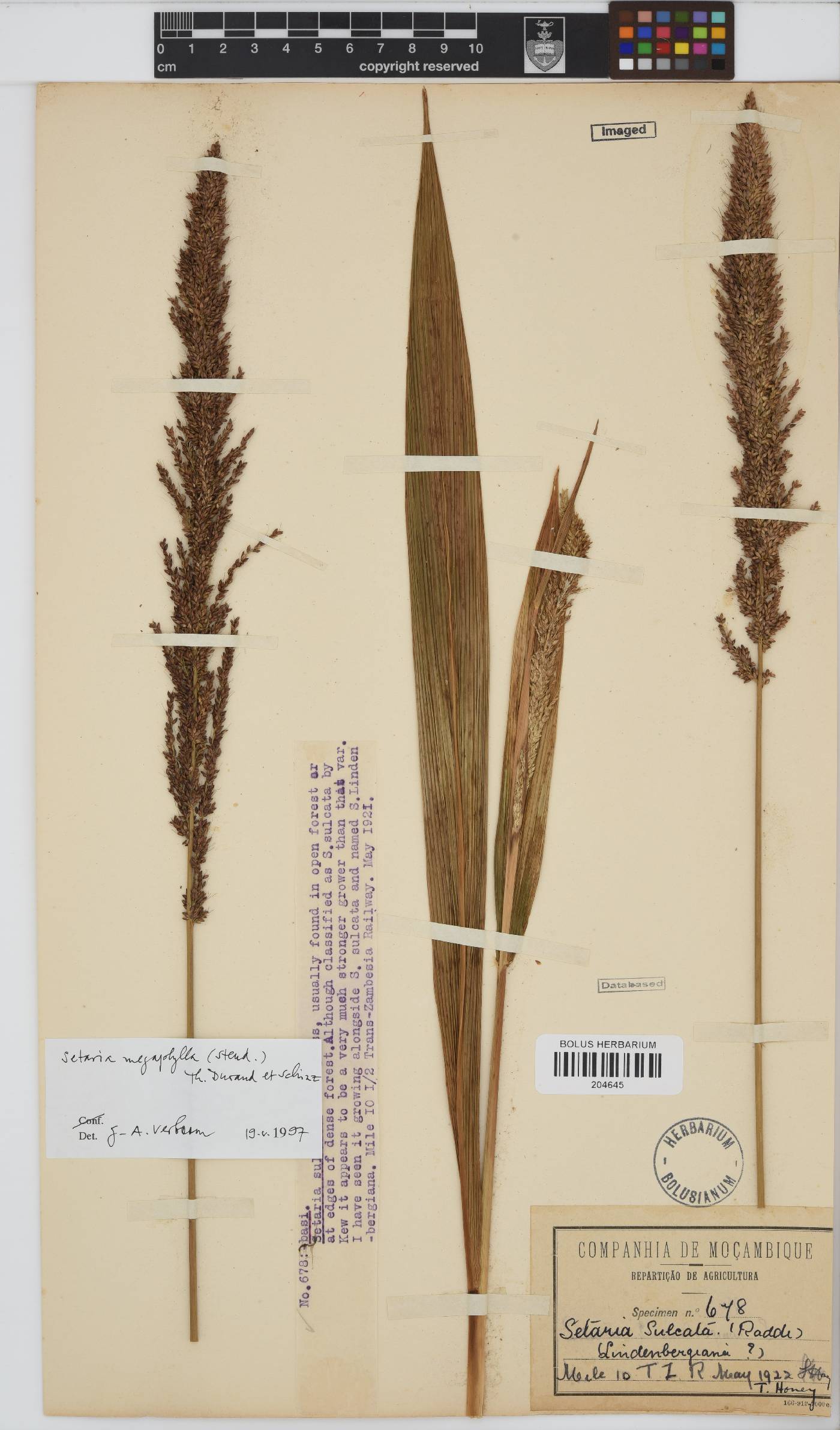 Setaria megaphylla image