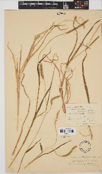 Setaria pumila image