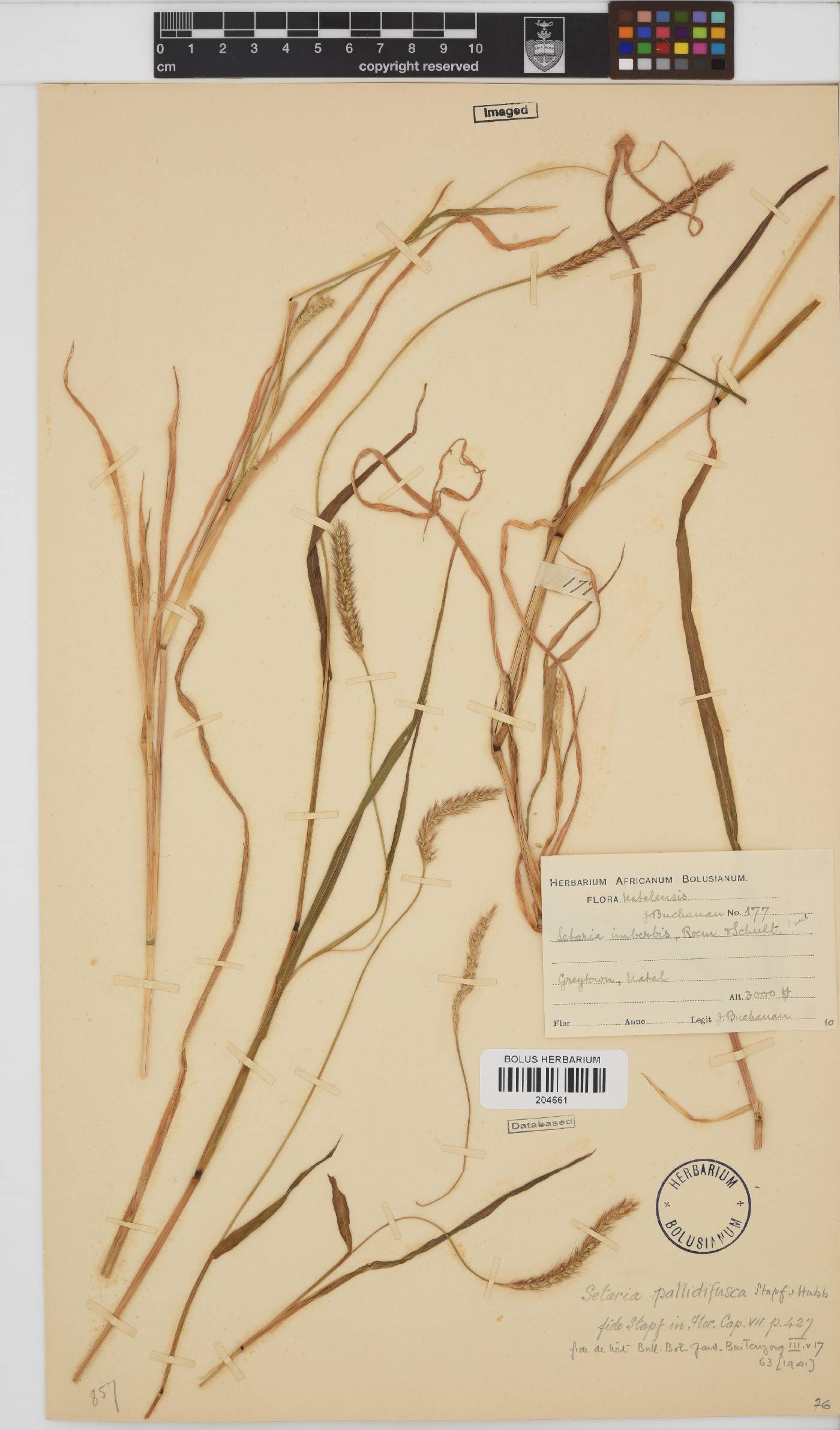 Setaria image