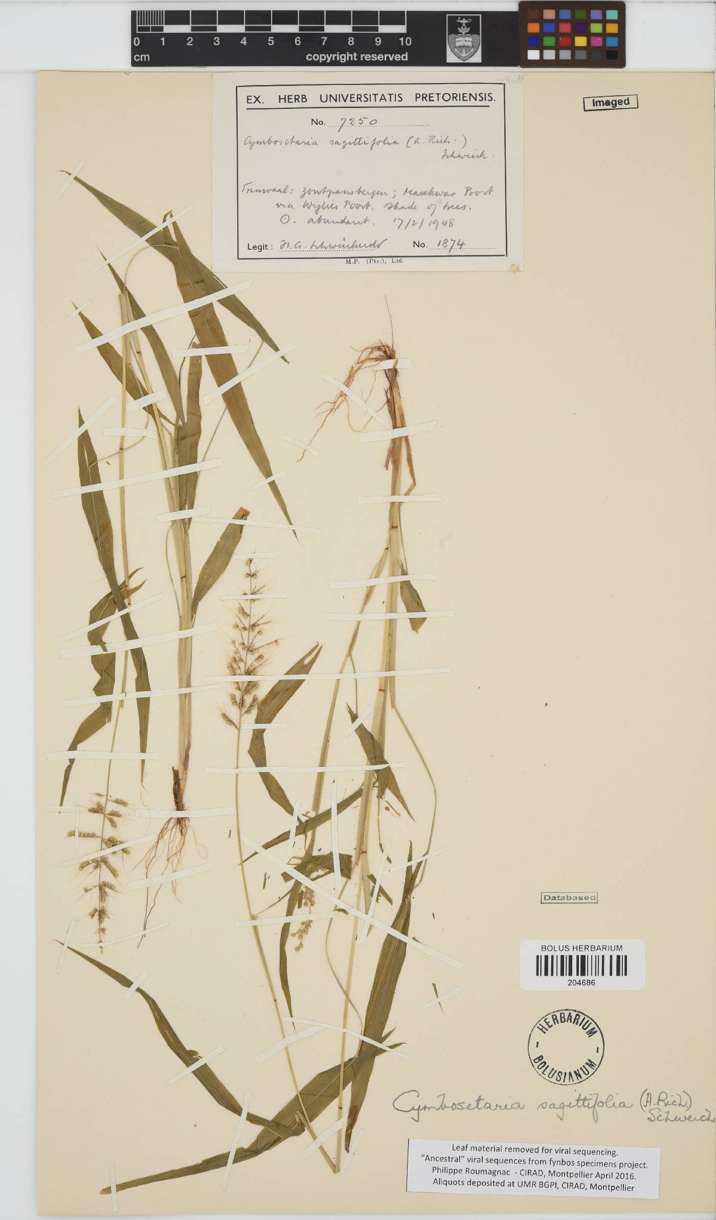 Setaria sagittifolia image