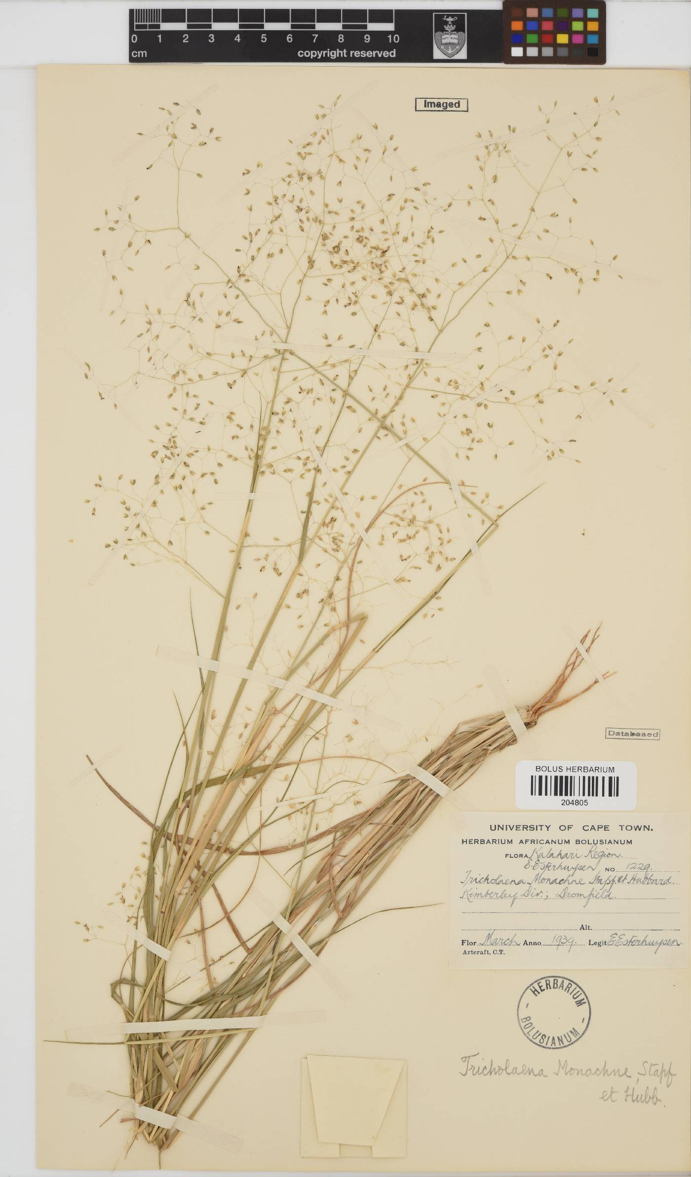Tricholaena monachne image