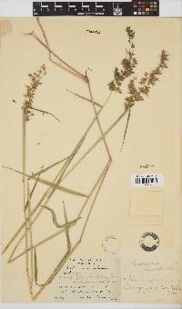 Melinis repens subsp. grandiflora image