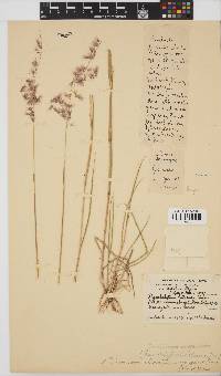 Melinis repens subsp. grandiflora image