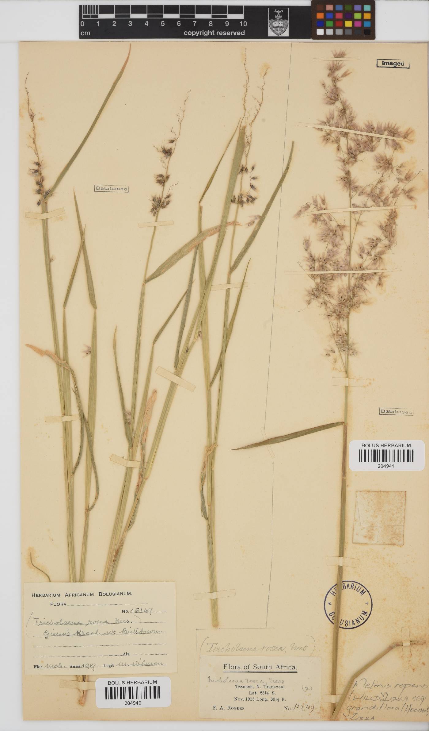 Melinis repens subsp. grandiflora image