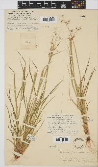 Melinis repens subsp. grandiflora image