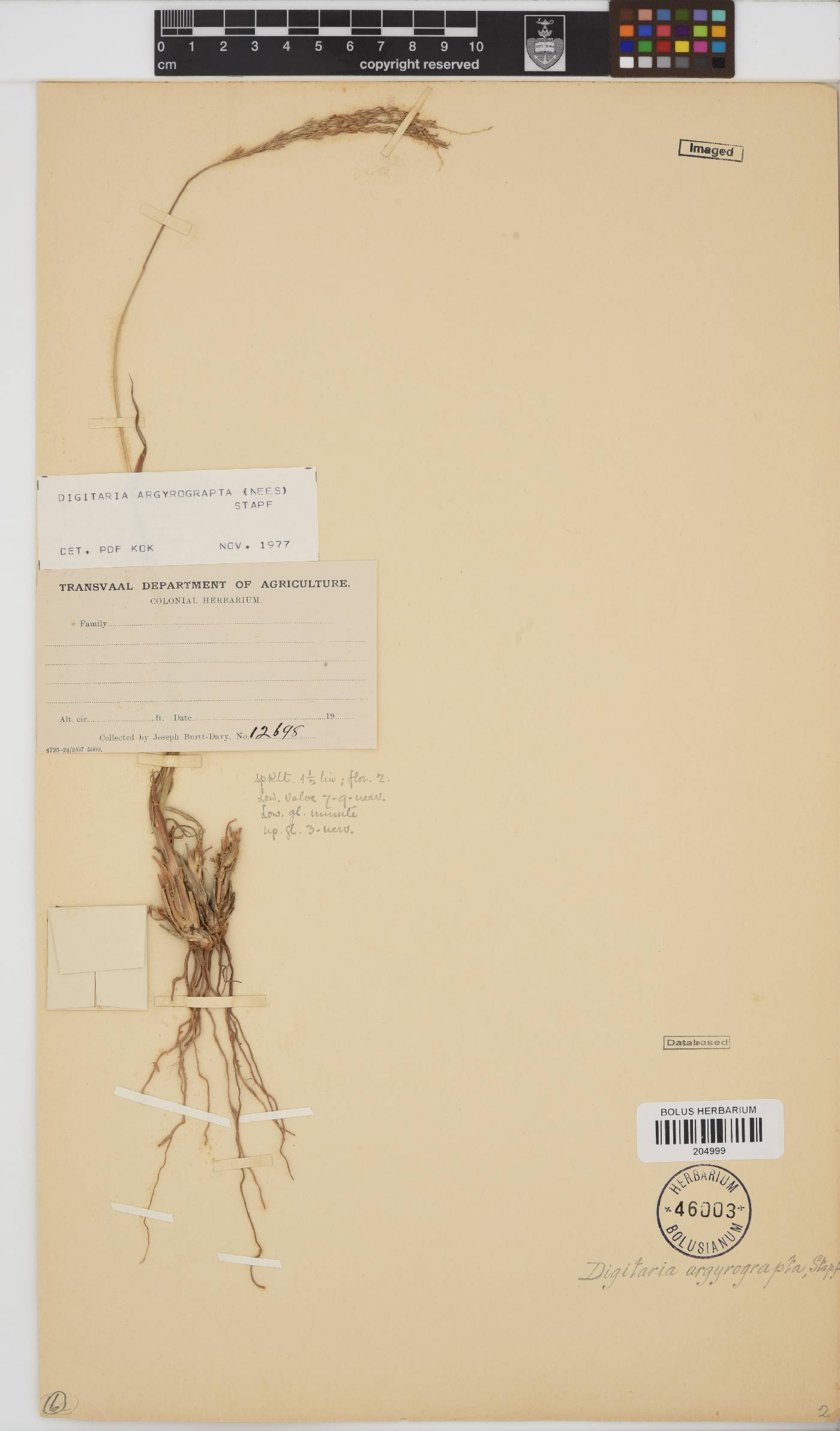Digitaria argyrograpta image