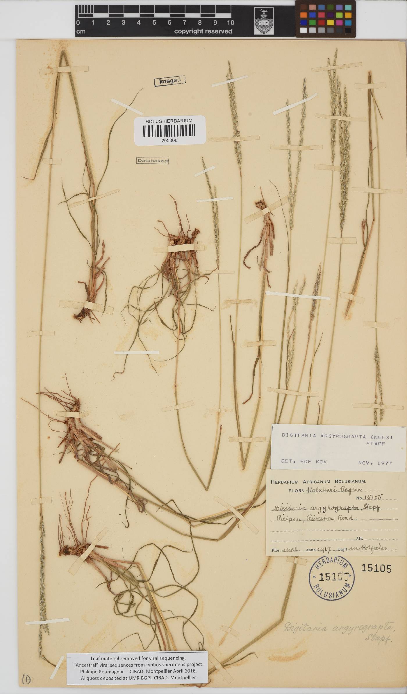 Digitaria argyrograpta image