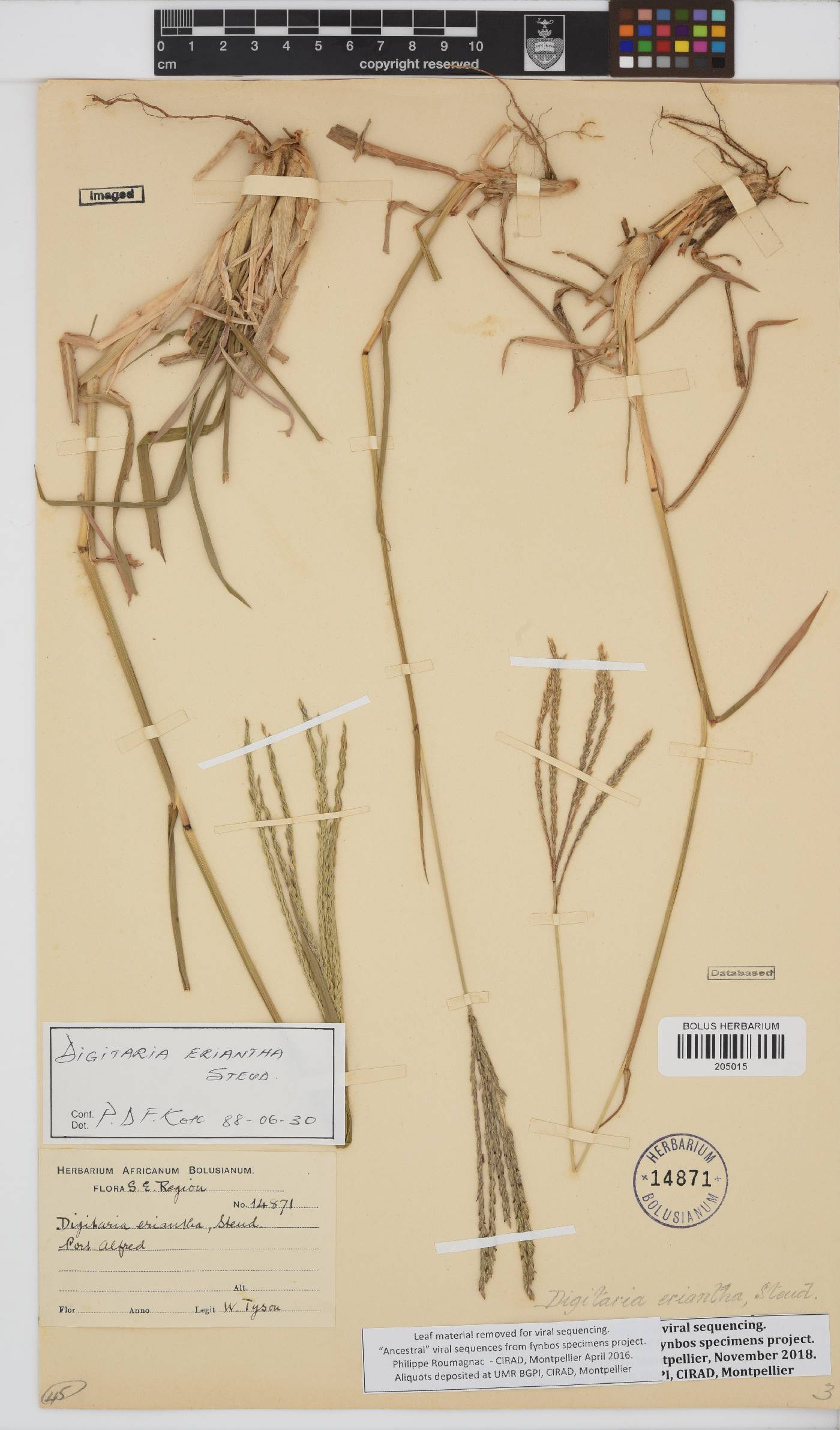 Digitaria image
