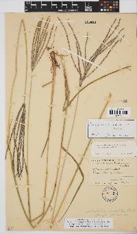 Digitaria eriantha image