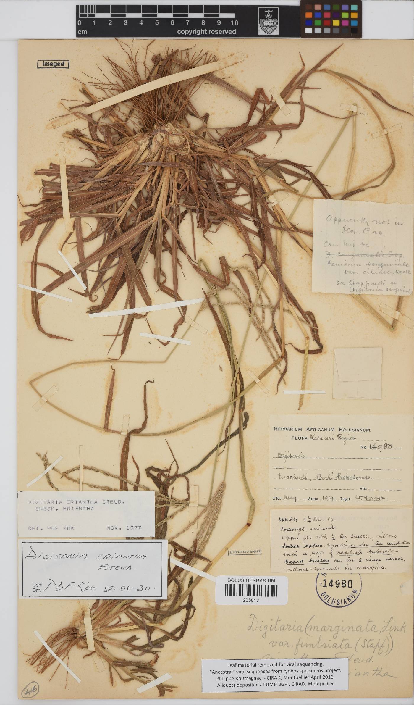Digitaria eriantha image