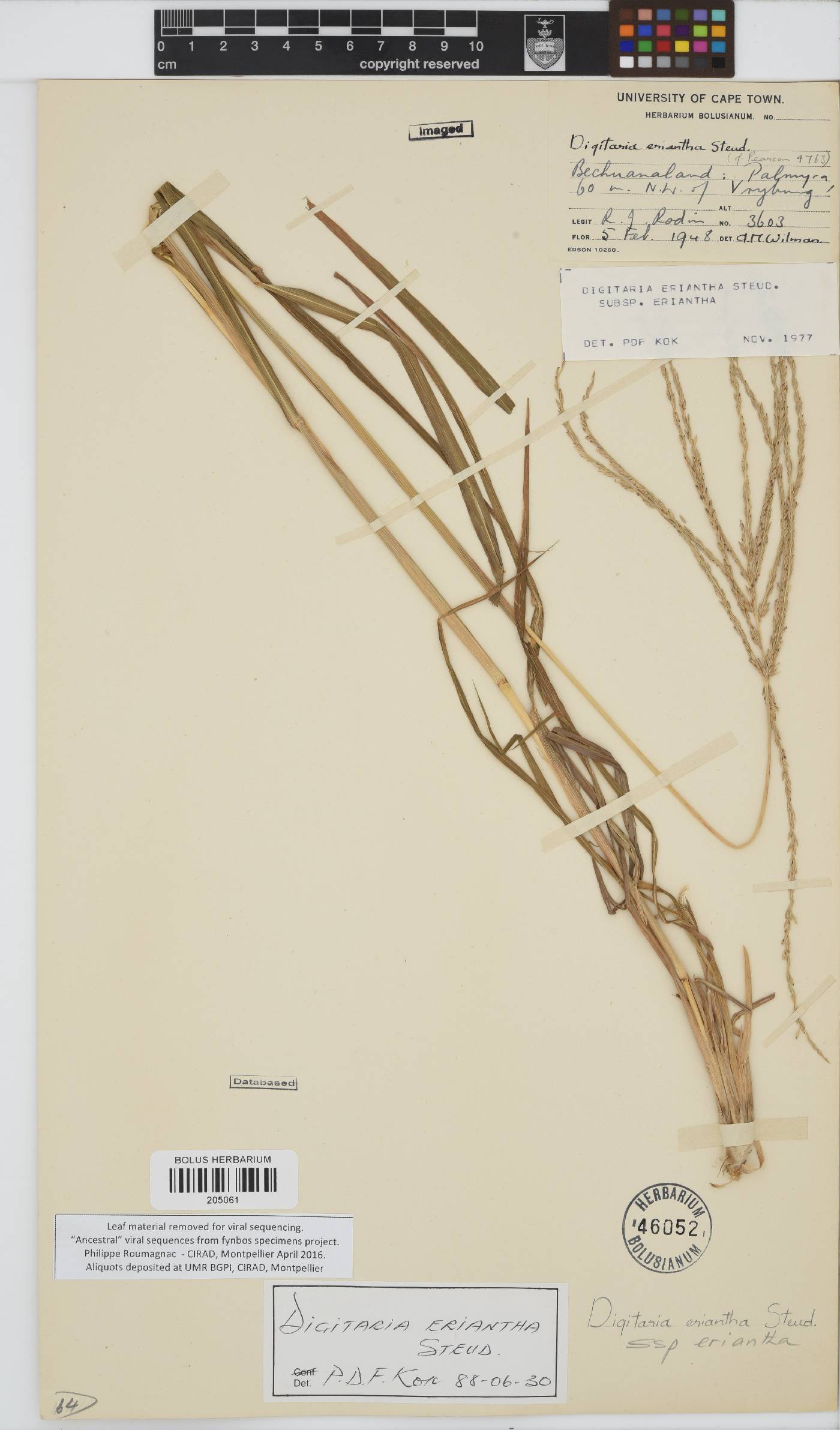 Digitaria eriantha image