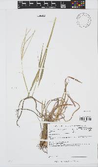 Digitaria eriantha image