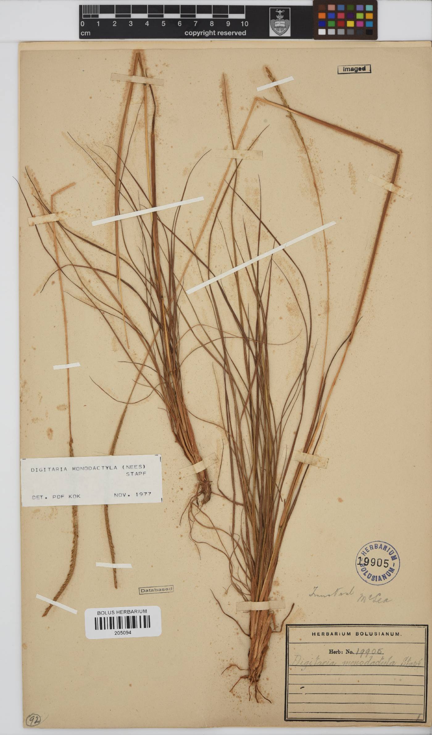 Digitaria monodactyla image